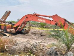 Hutan Mangrove di Tamiang Dirambah, LembAhtari Akan Lapor ke Mabes Polri